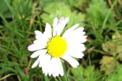flower-1