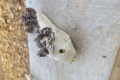 IMG_3898