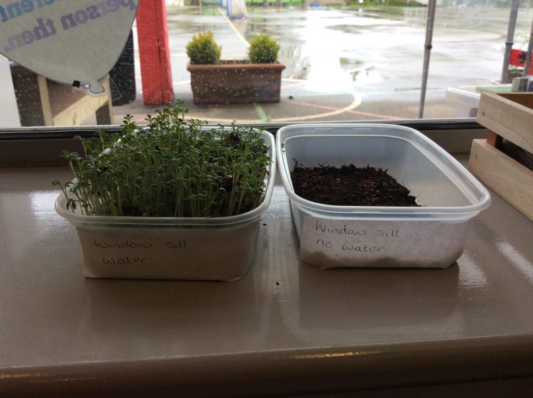 Year 1/2 Class 2 Growing Cress Experiment Cookridge Primary