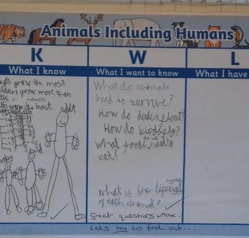 Animals including Humans 1