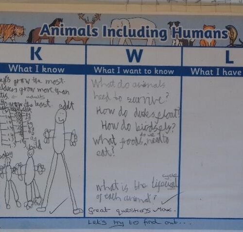 Animals including Humans 1