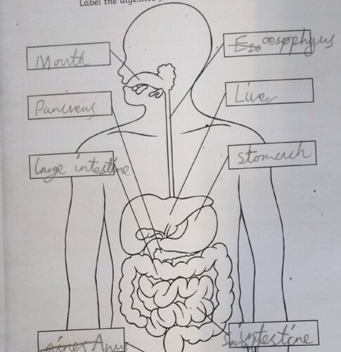 Animals including Humans 3