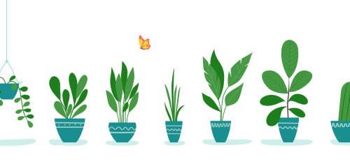 Set of office plants in pots.  Vector flat style illustration