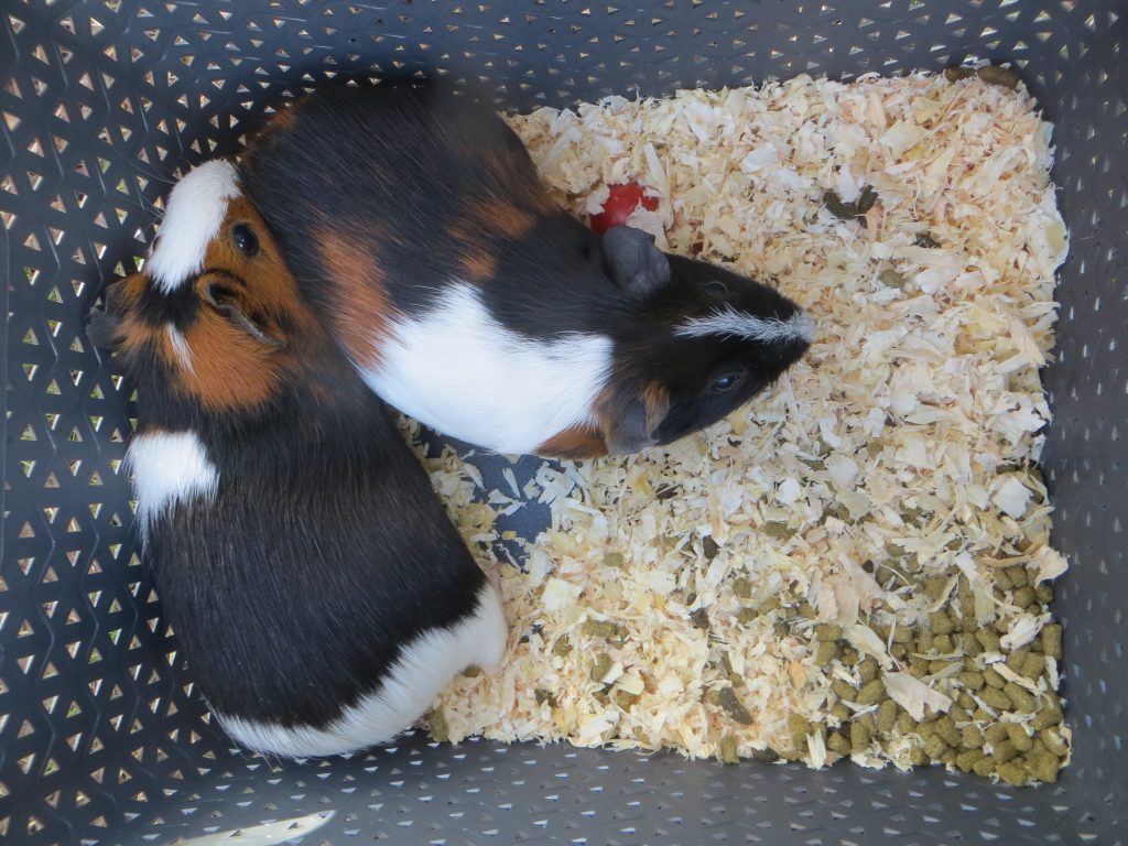 New Arrivals - Forest School