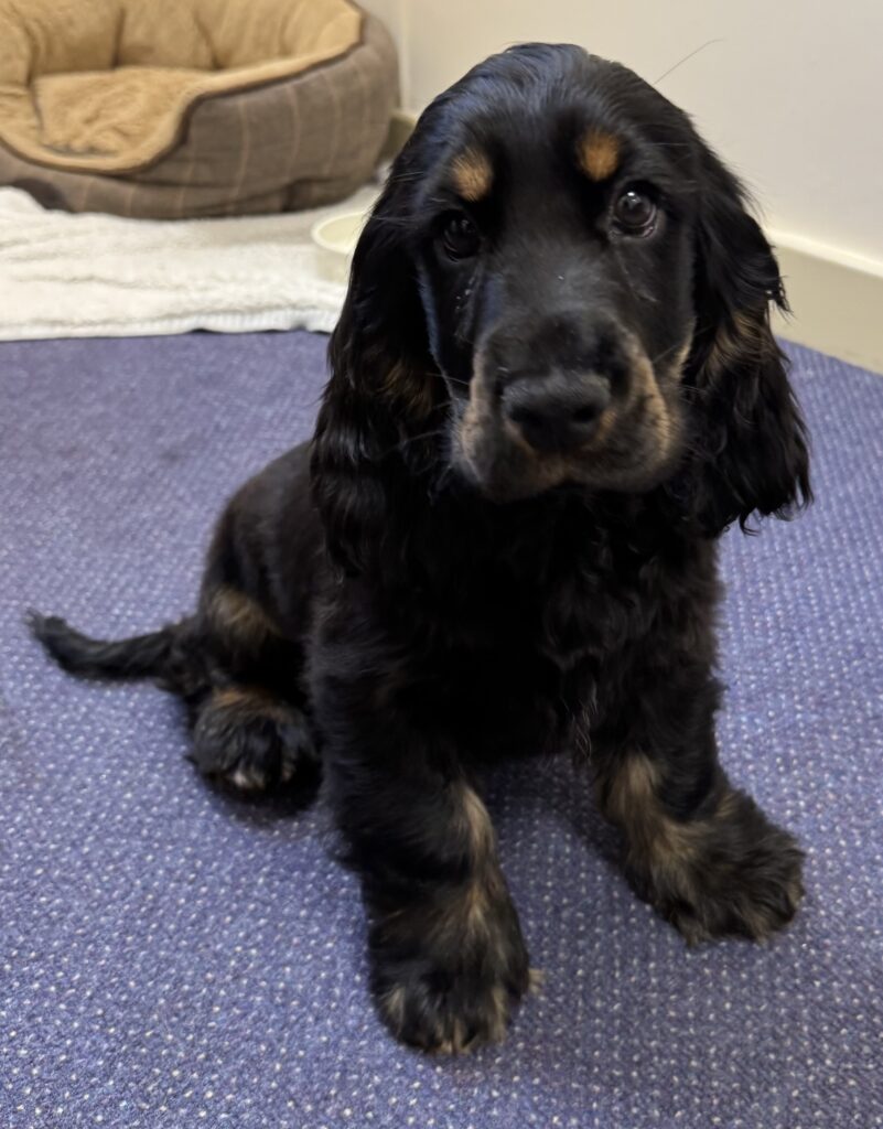 Another new member of the family - School dog