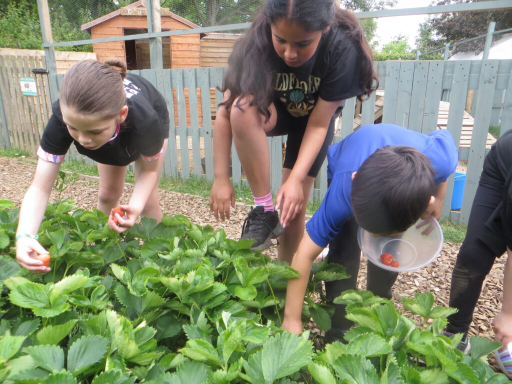 Wellbeing Wednesday - Forest School