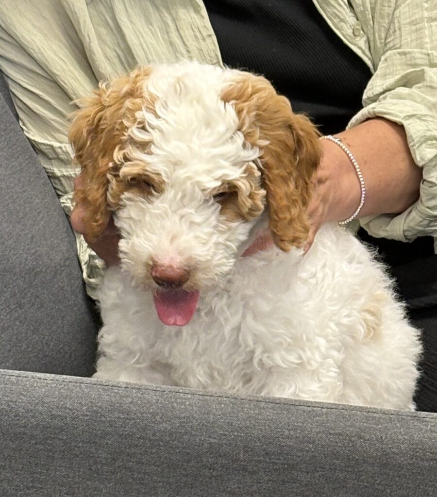 A new member of the family - School Dog