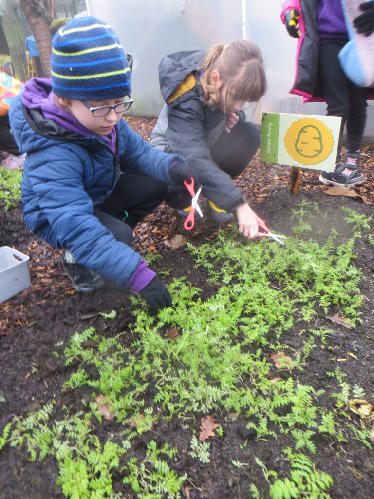 Year 3 - Forest School